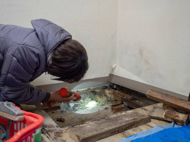 Best Mold Odor Removal Services  in Paola, KS